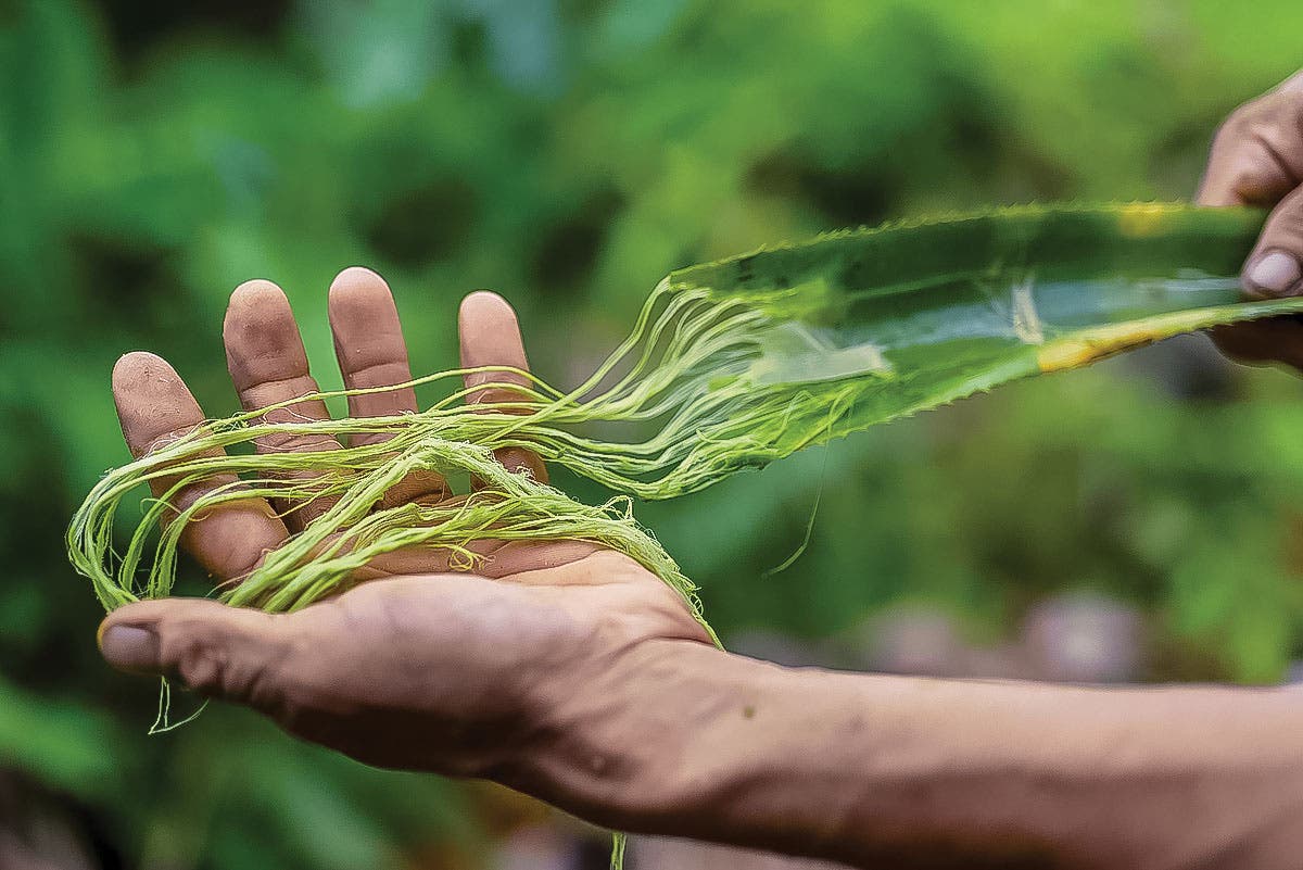 pineapple leaf fiber