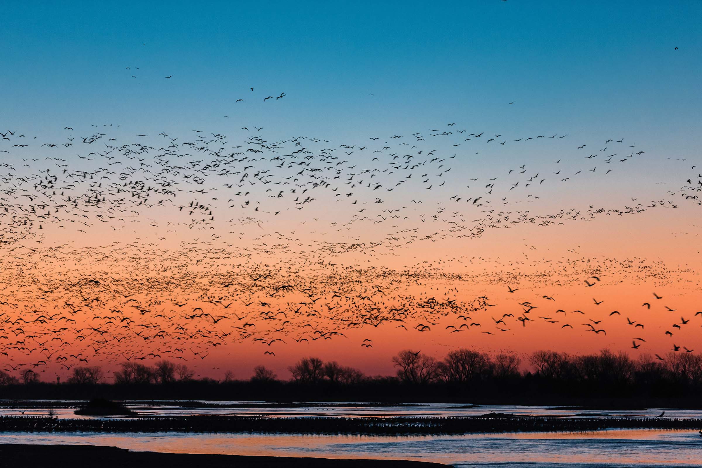 Sandhill Crane Migration
