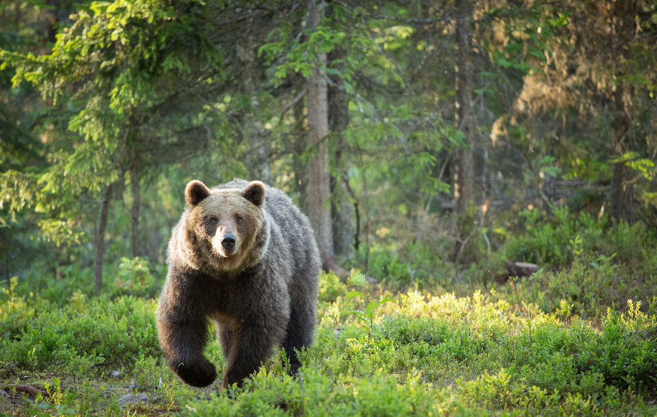 bear approaching in forest