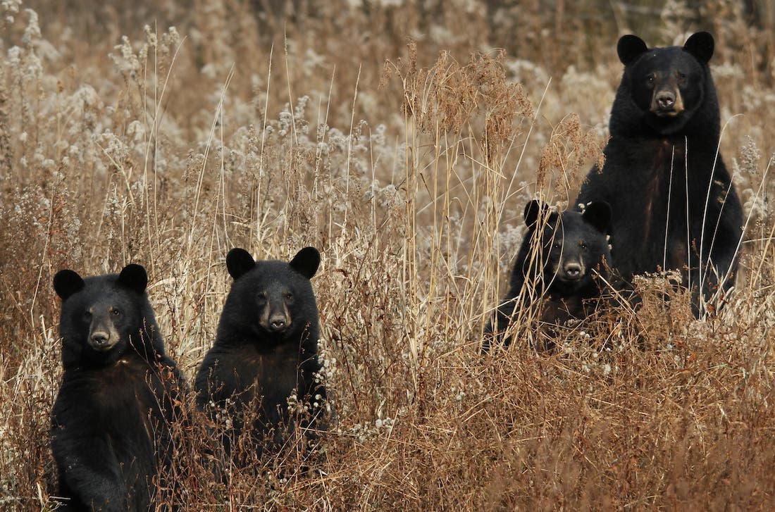 Black bear and 3 cubs