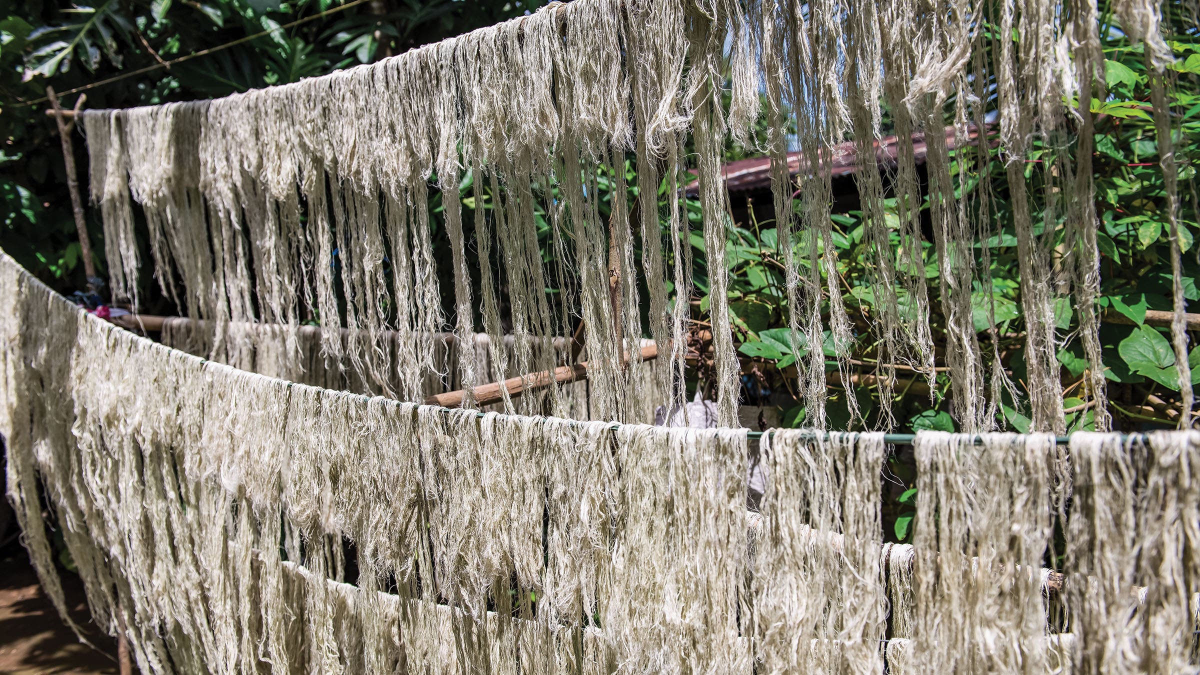 pineapple leaf fiber