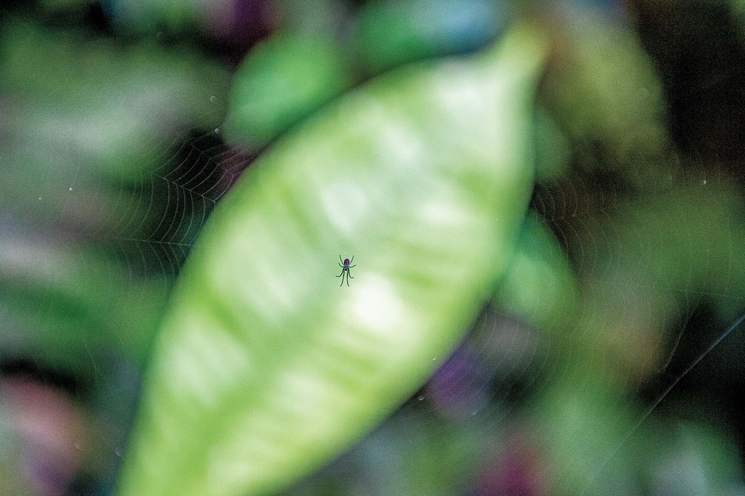 Spider in web