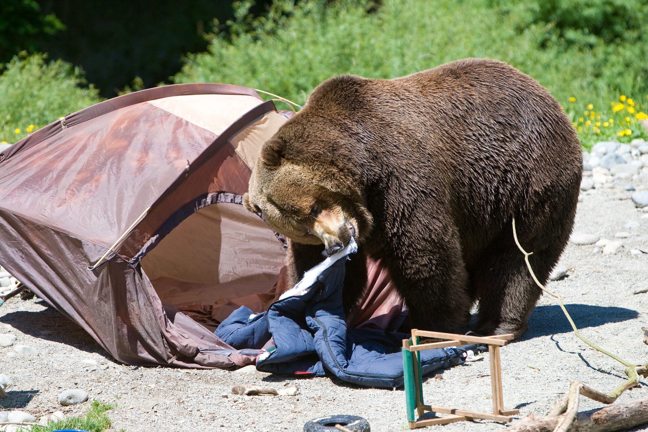 Bear shredding sleeping bag