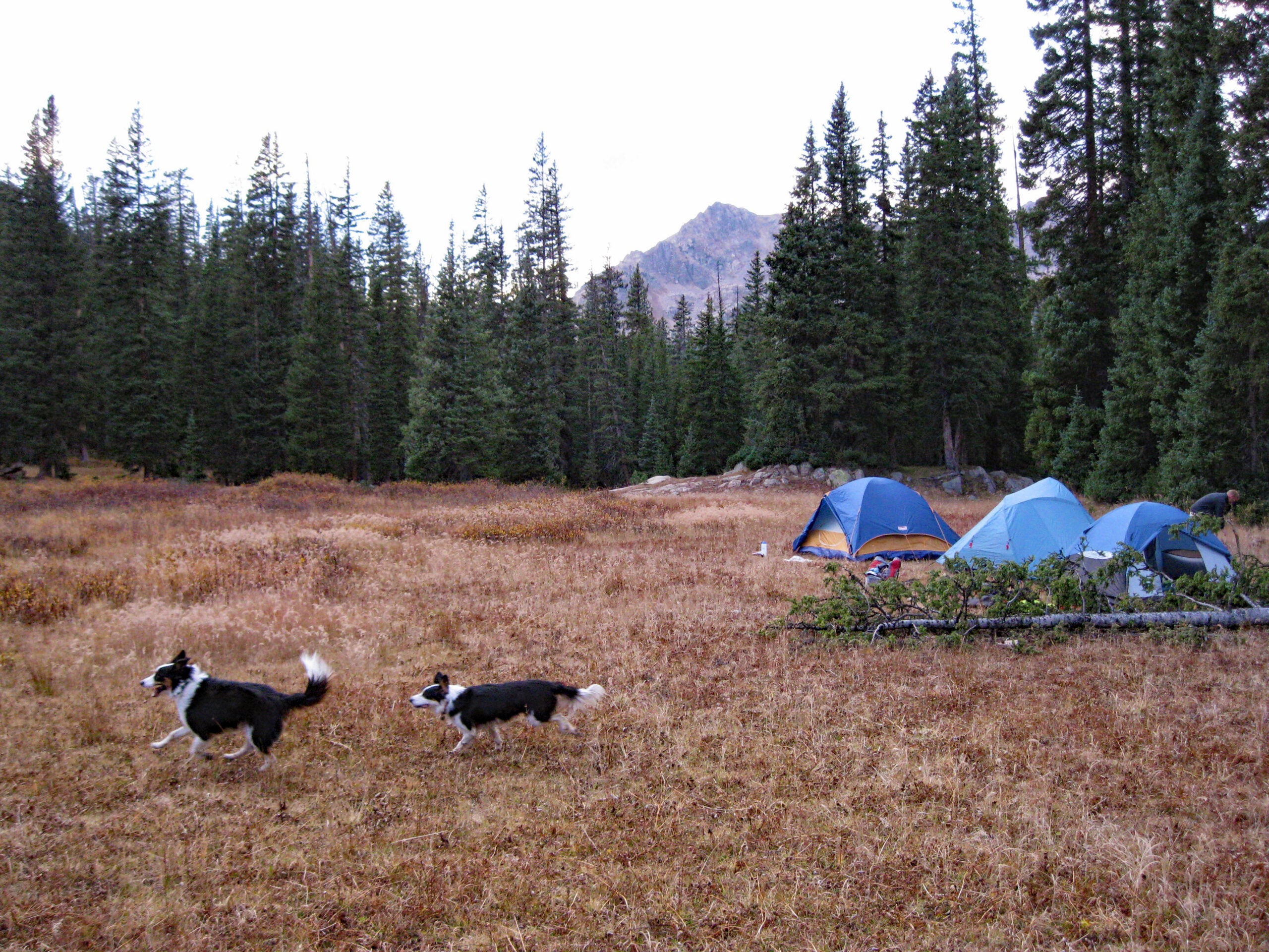 Best backpacking 2024 tent with dogs