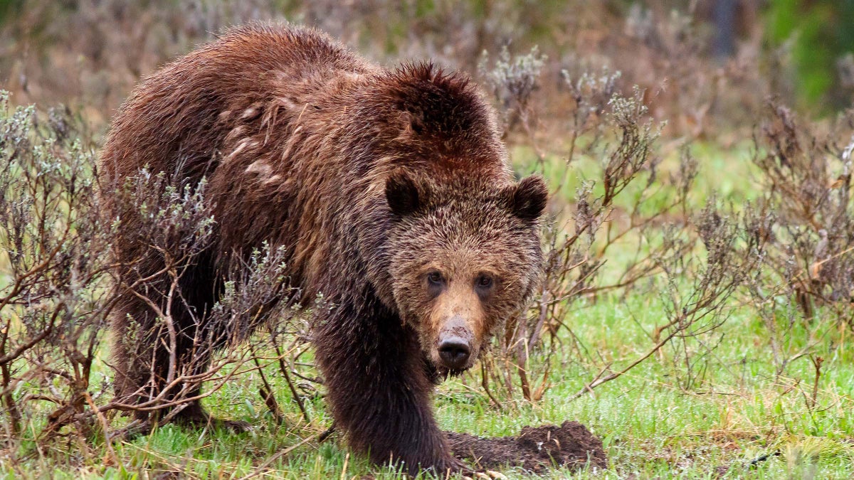 Grizzlies could roam wildest reaches of Washington state again