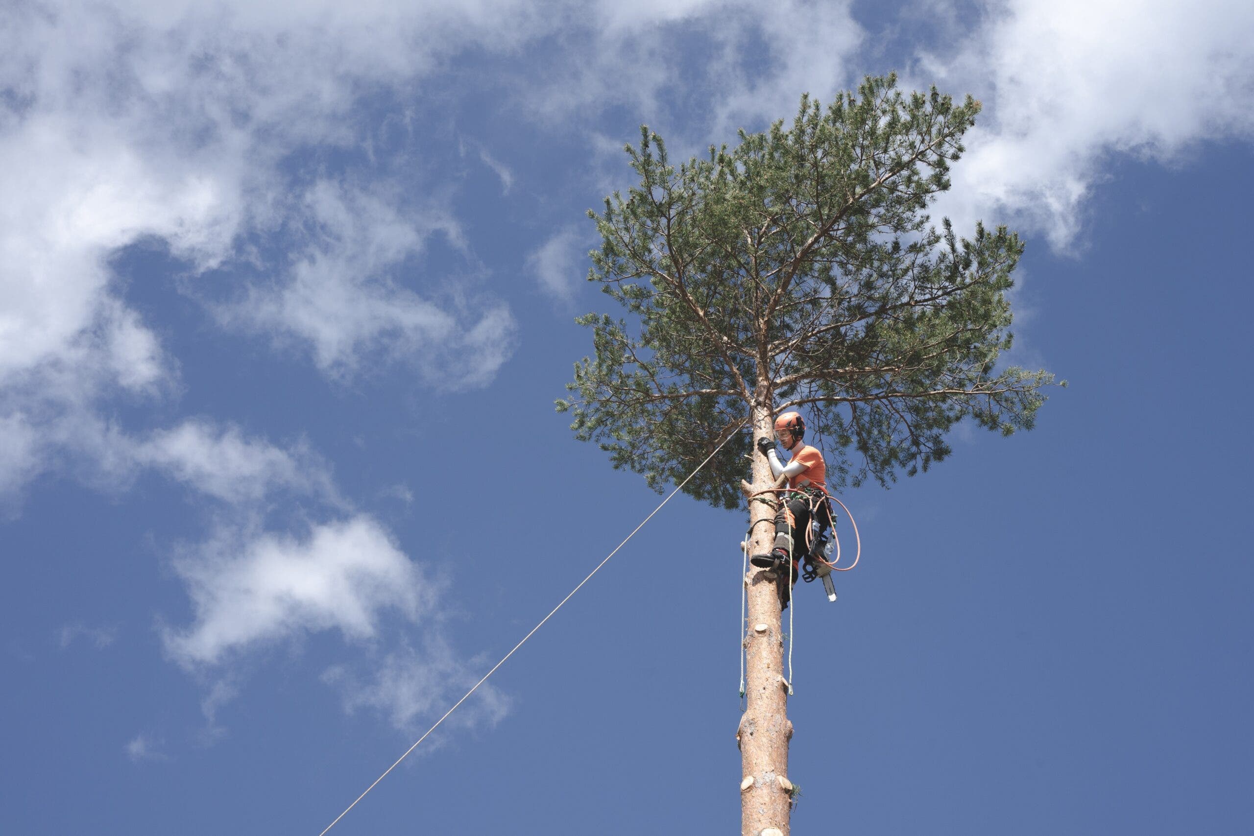 tree climber