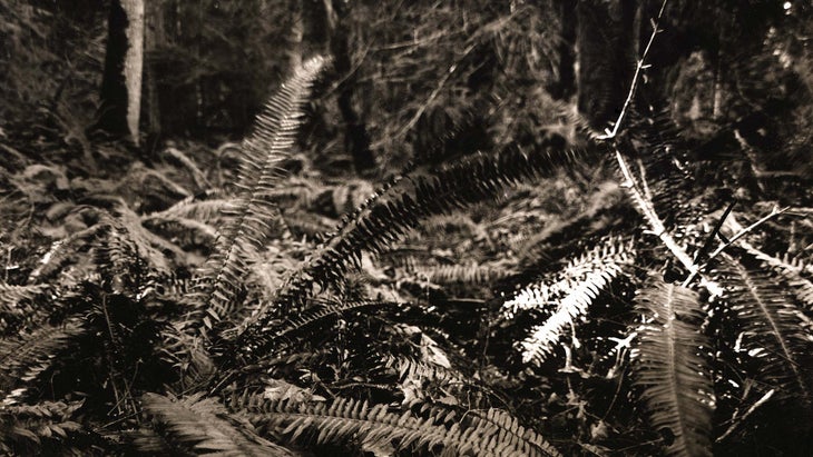 ferns