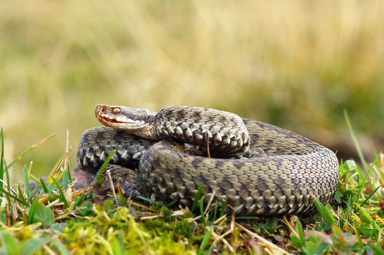 common european crossed viper basking on mountain meadow