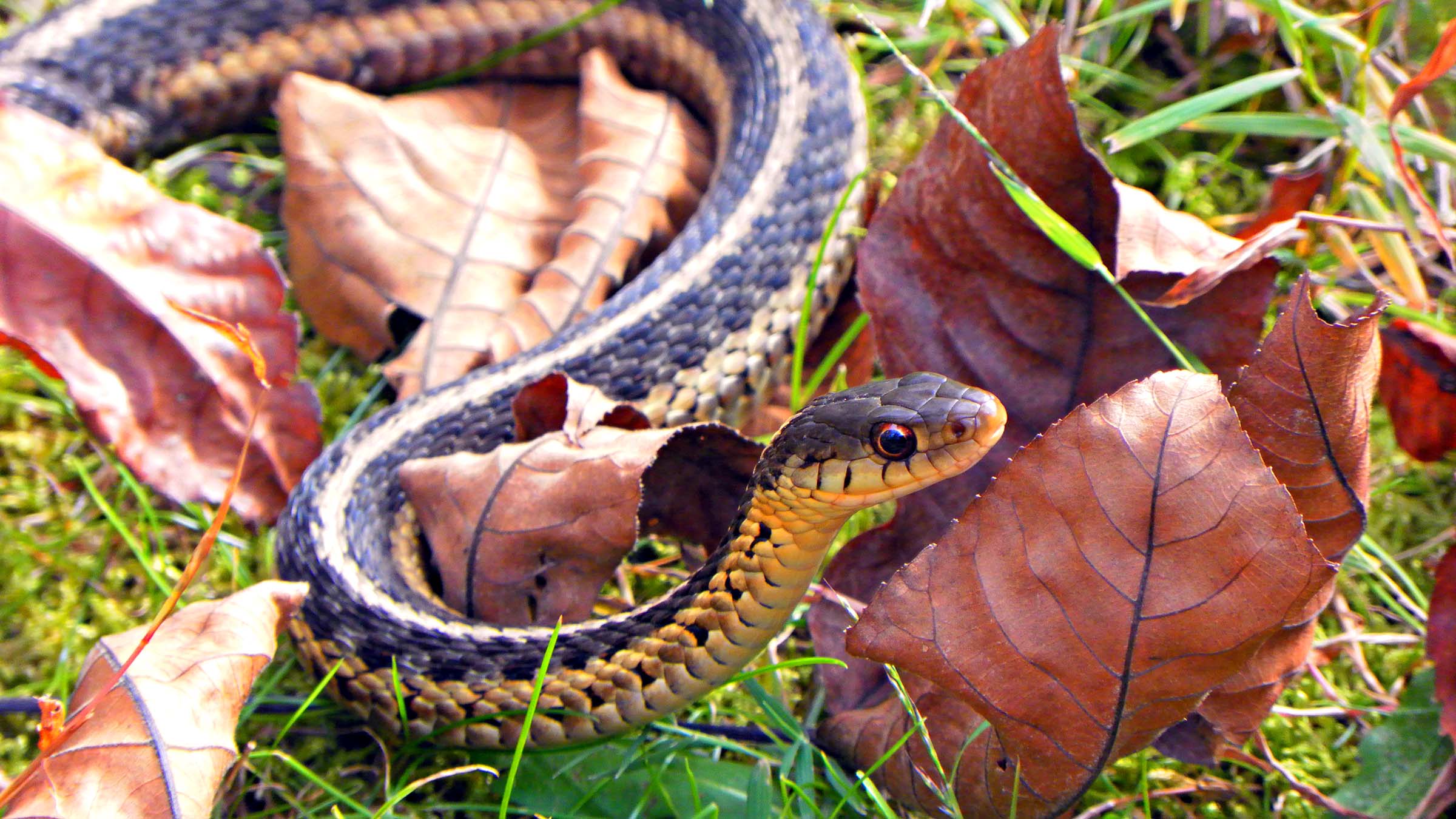 Garter Snake
