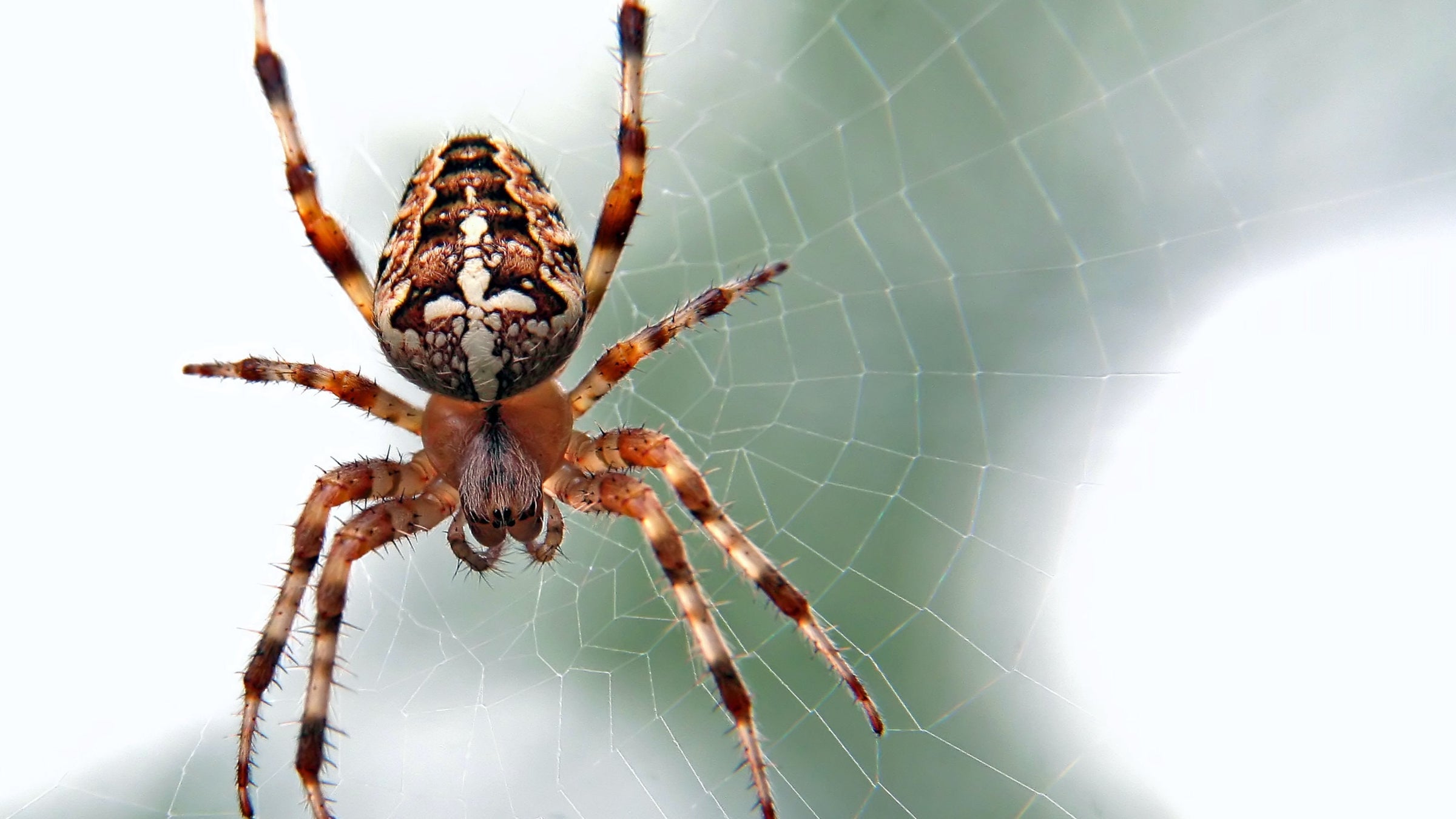 An Argiope, a brown and white spider, on a web.
