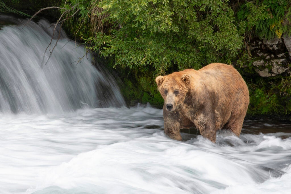 Fat Bear Week Is Back. Here’s Your Reading List.
