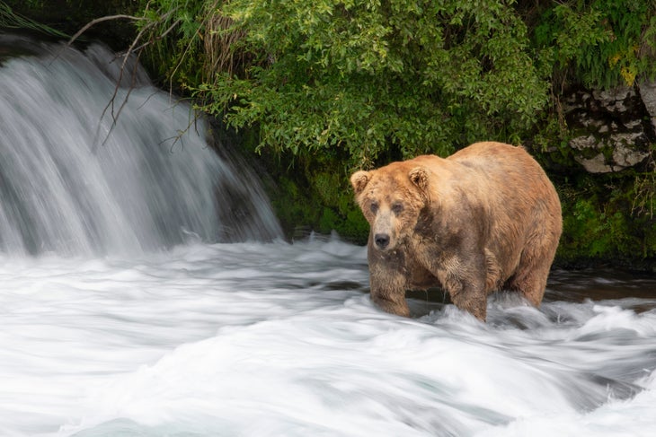 Fat Bear Week 2022: A guide to the grizzly competition : NPR