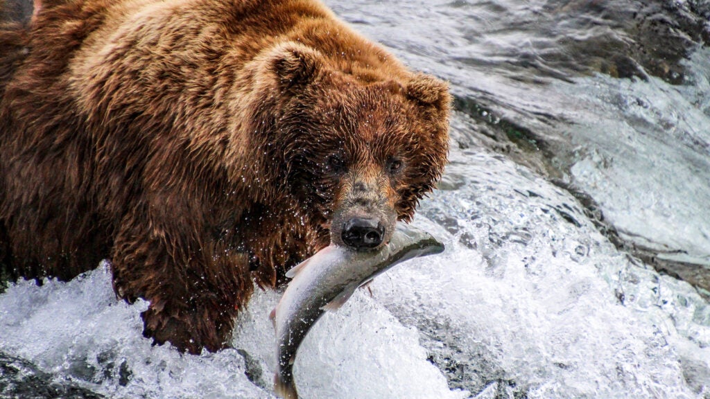 The Implausible Fame of Fat Bear Week - Backpacker