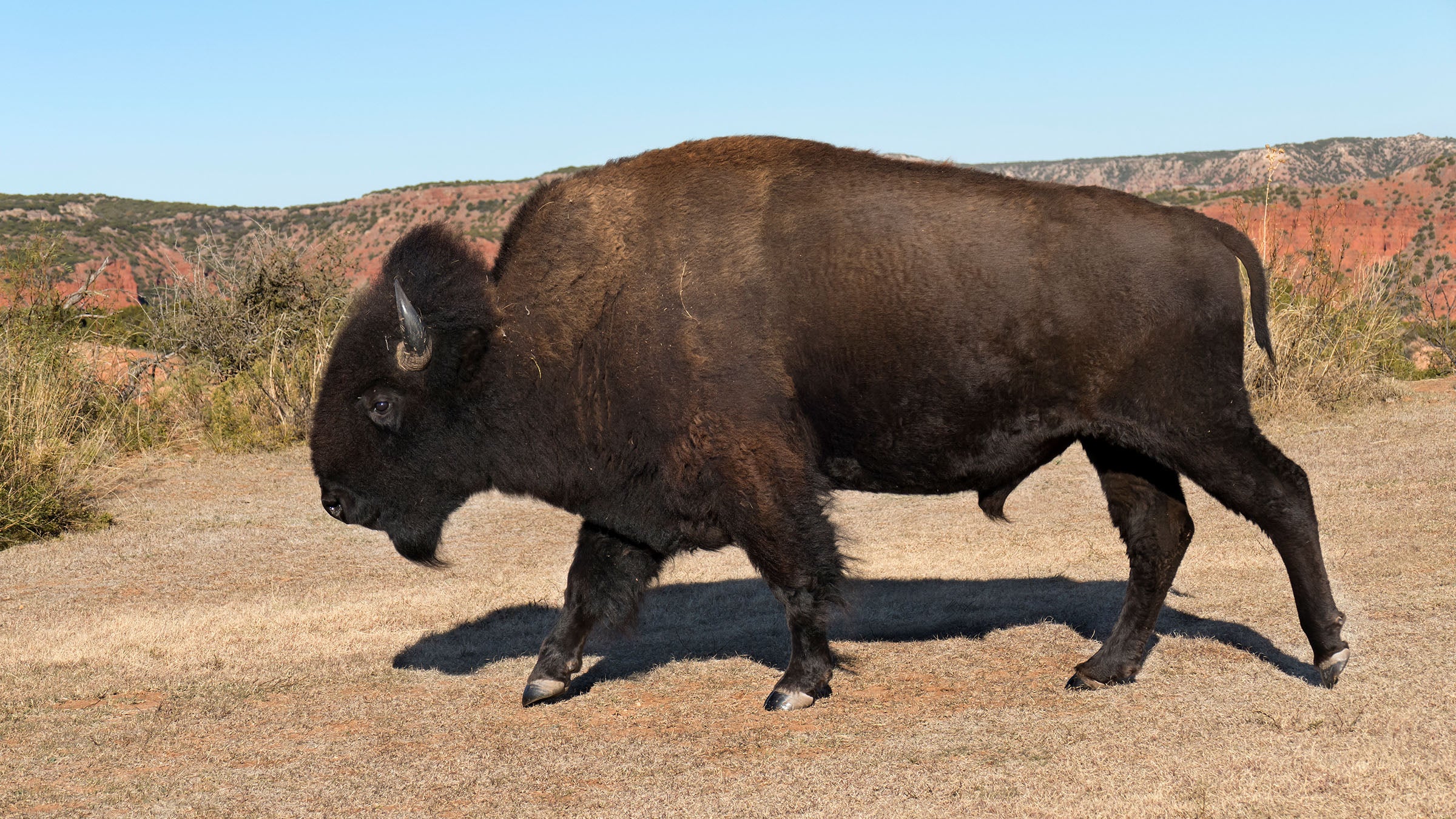 Herd Of American Bison Yellowstone National Park Winter Scene Stock Photo -  Download Image Now - iStock