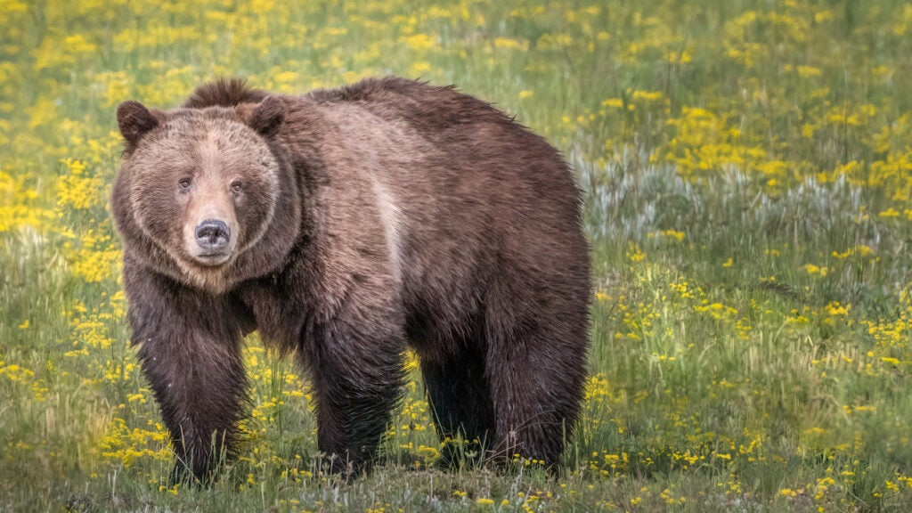 Wyoming Wrestler Jumps on Grizzly Bear to Save His Friend - Backpacker