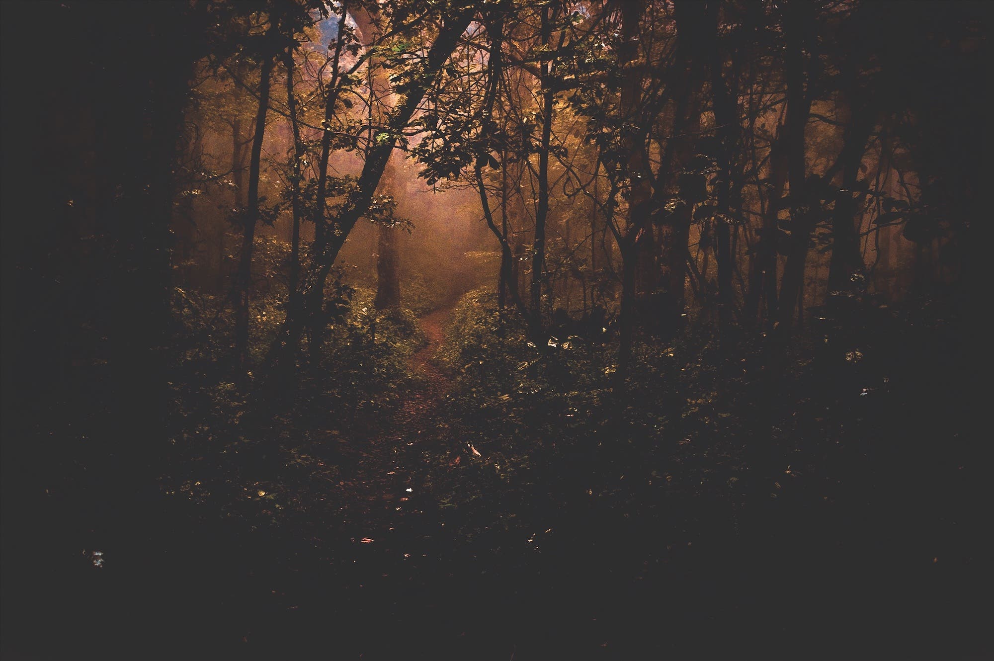 Images from a foggy morning on the Appalachian Trail