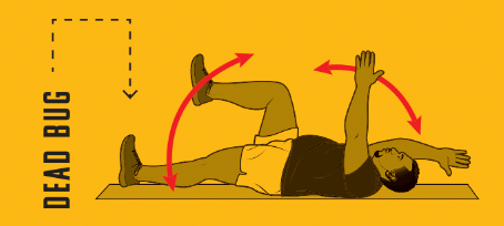 dead bug illustration