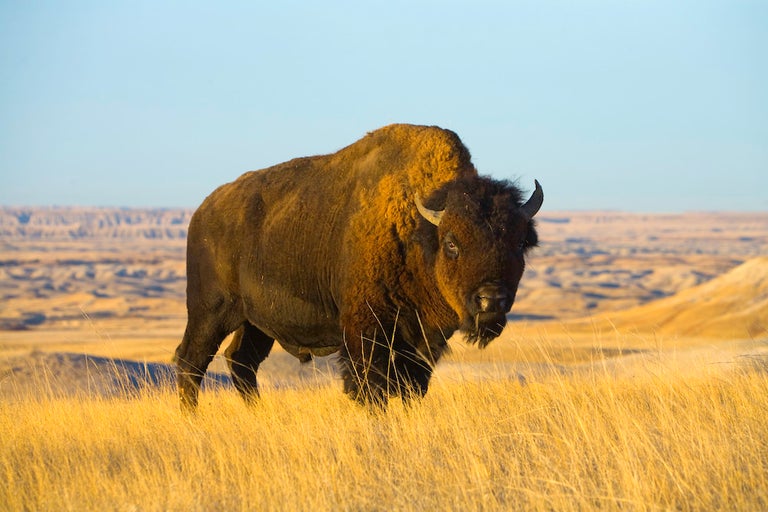 How to Tell If a Bear is About to Charge You on the Trail - Backpacker