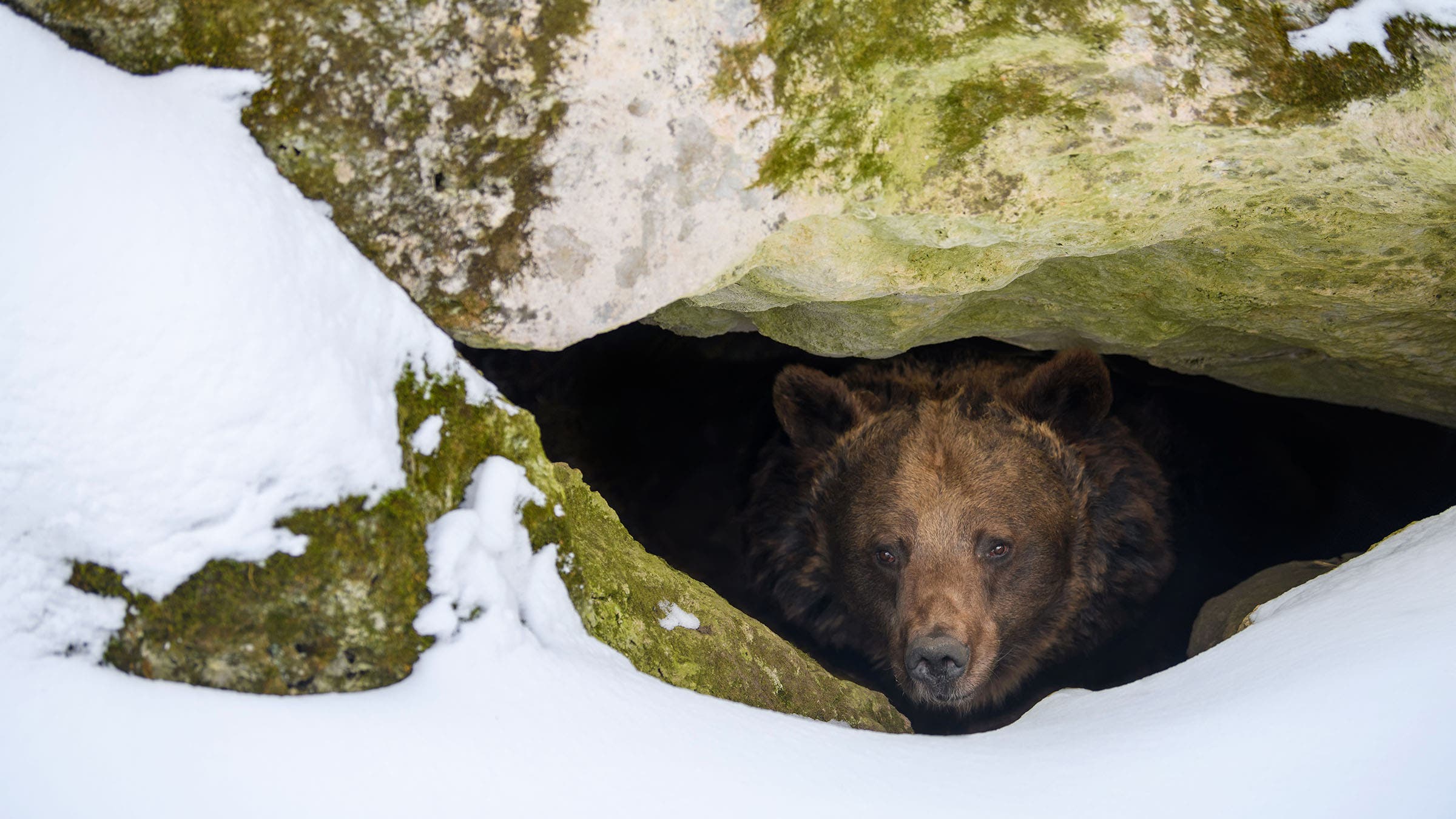 Brown bear in den