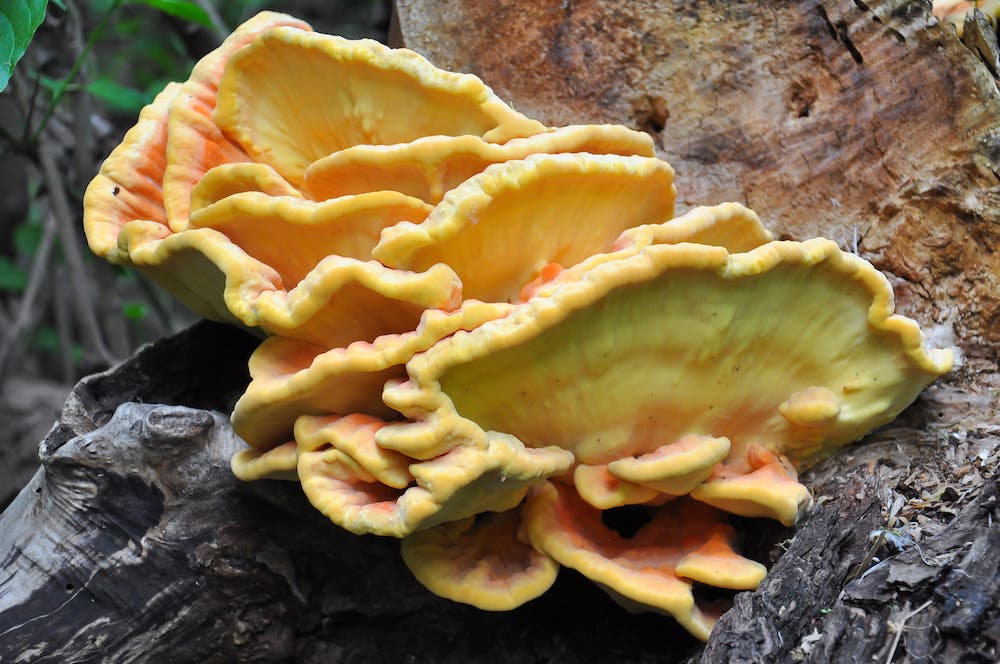 chicken of the woods mushroom on a tree