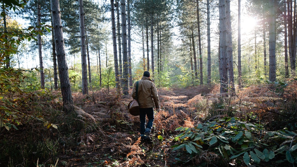 Autumn wild mushroom picking, uk.