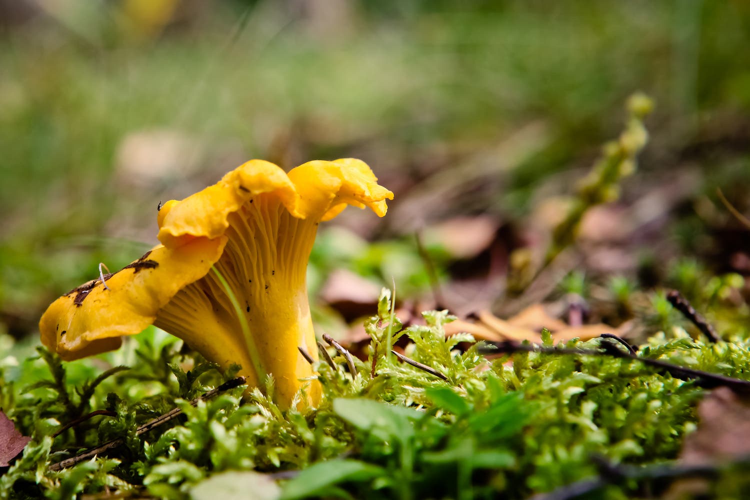 golden chanterelle on forest floor