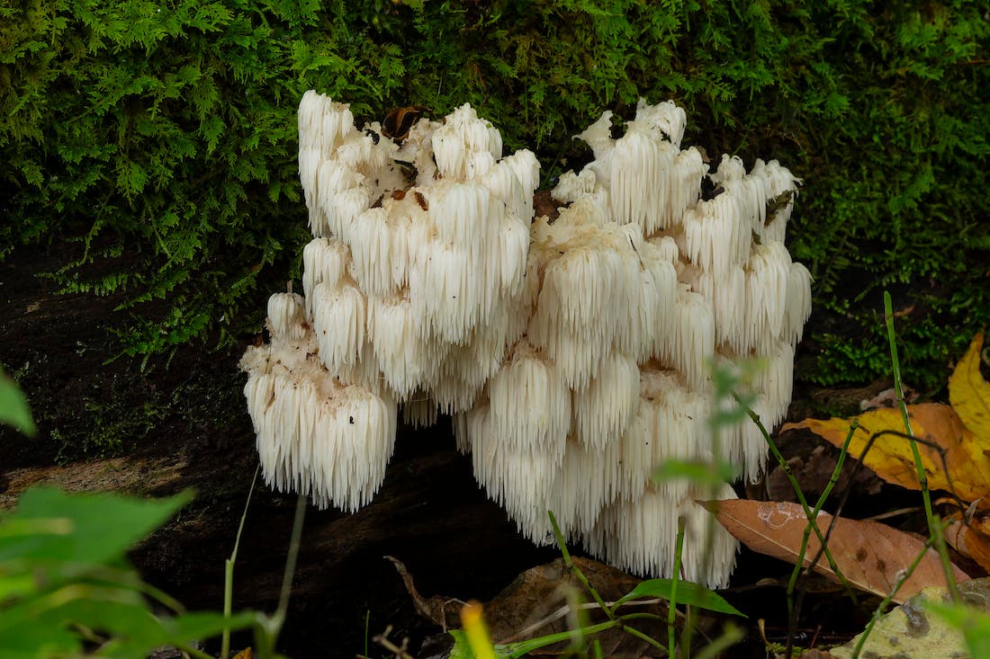 lion's mane mushroom growing on a tree