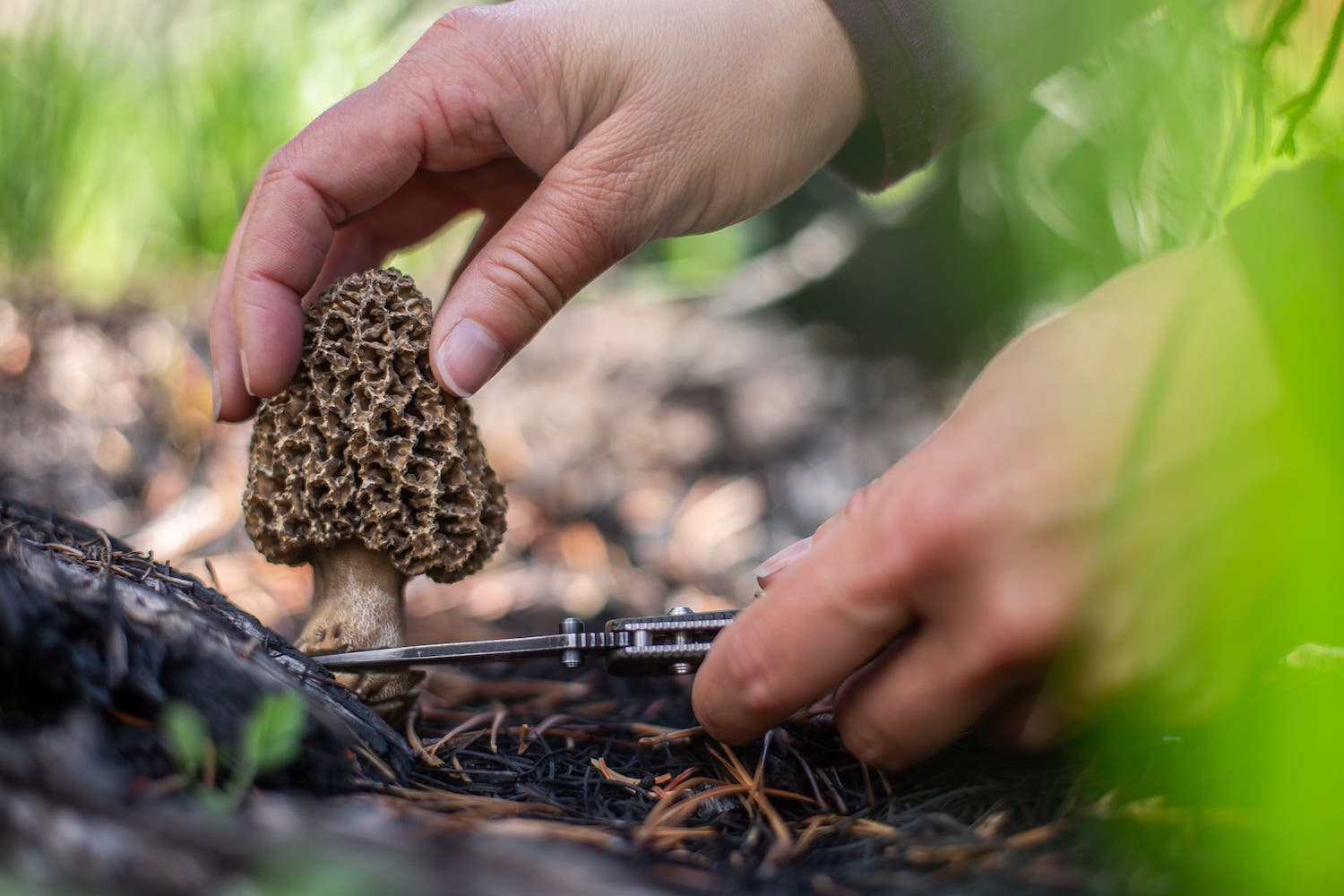 Woman foraging for wild morel mushrooms in forest