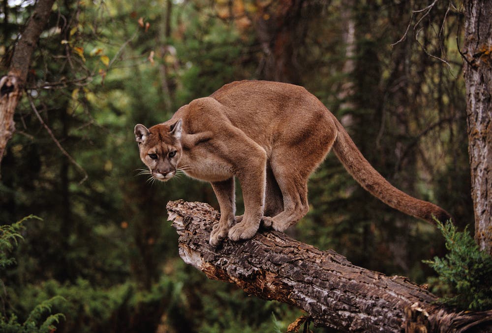Mountain Lion on Tree Stump