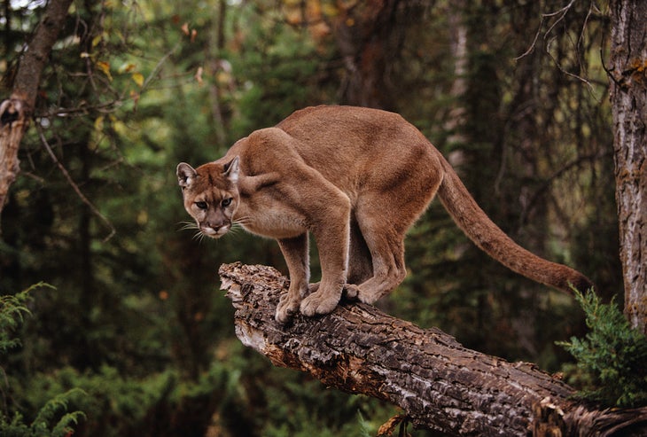 Mountain Lion on Tree Stump