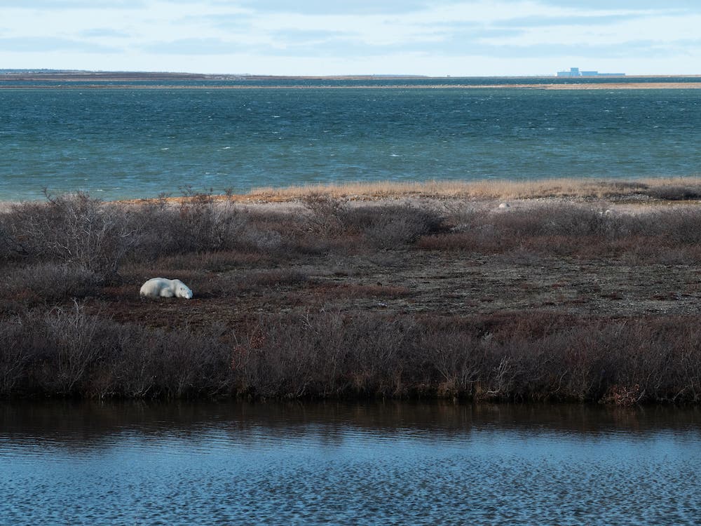 napping polar bear