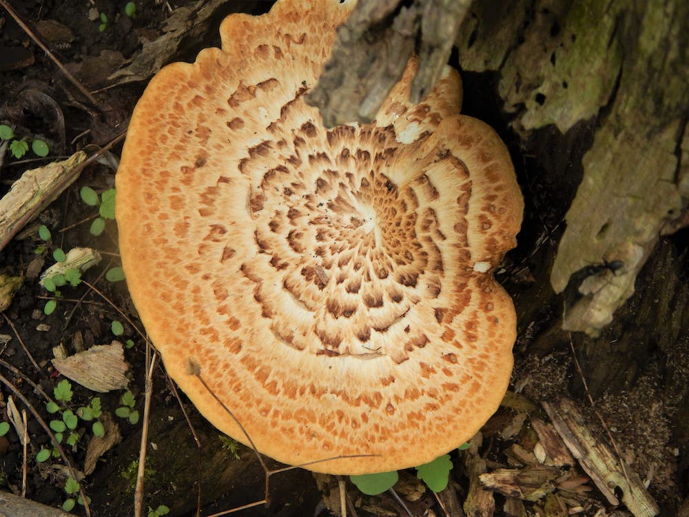 Dryad's Saddle Mushroom Fruiting