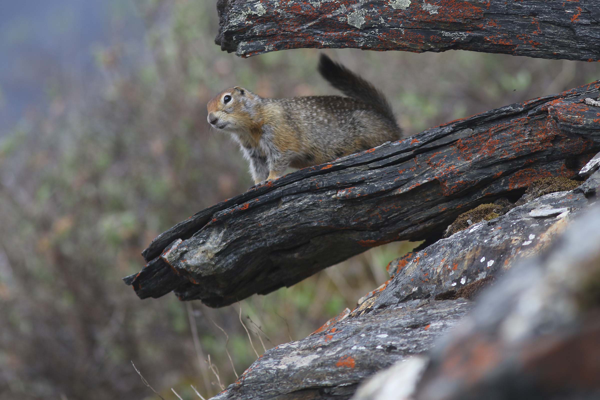 Ground squirrel