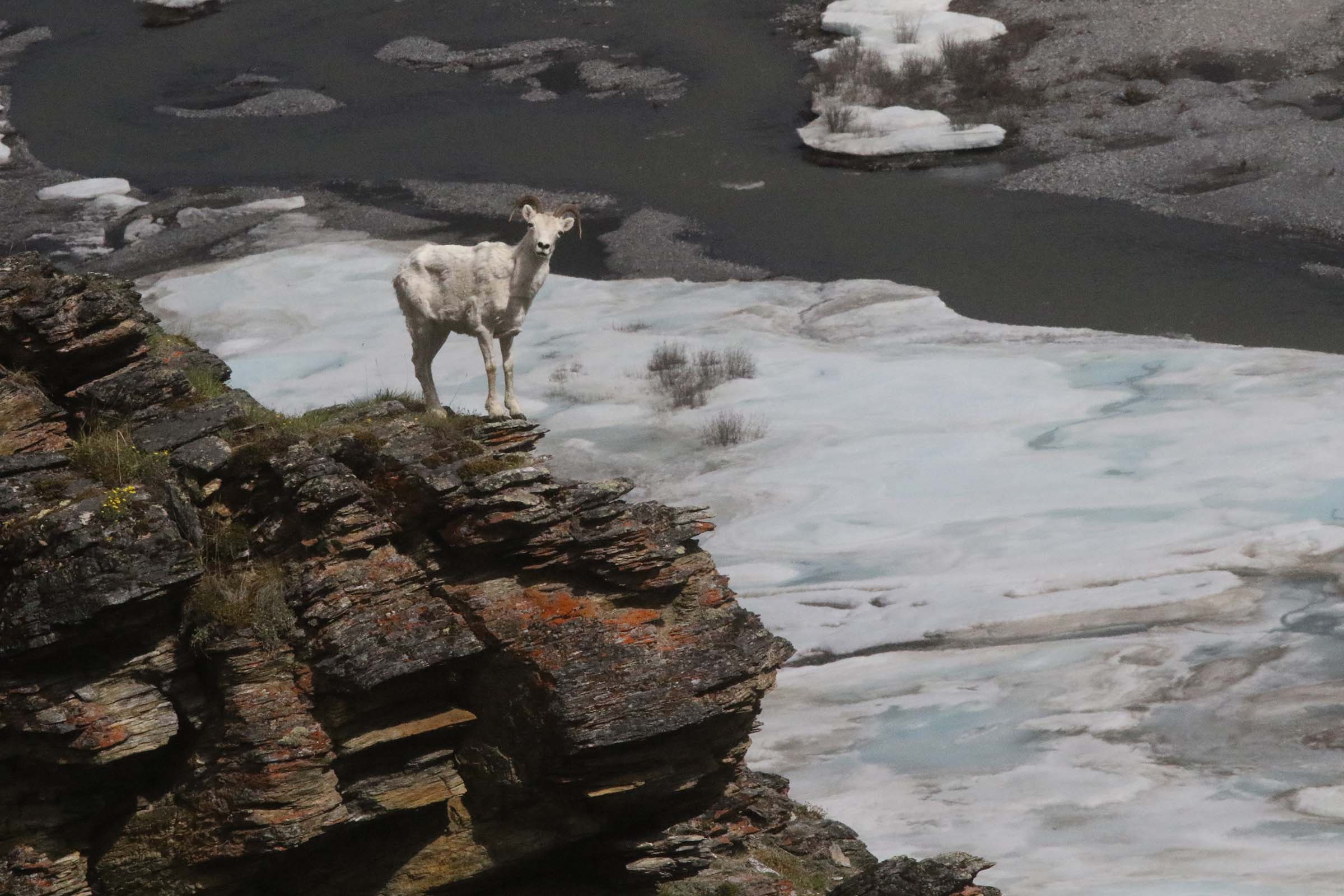 Dall Sheep