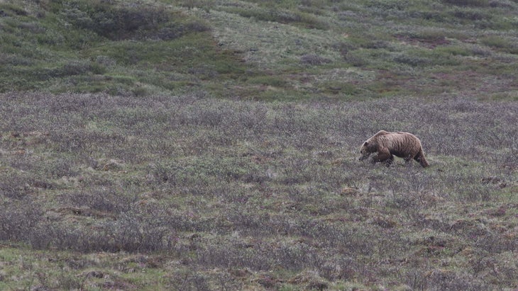 Bear
