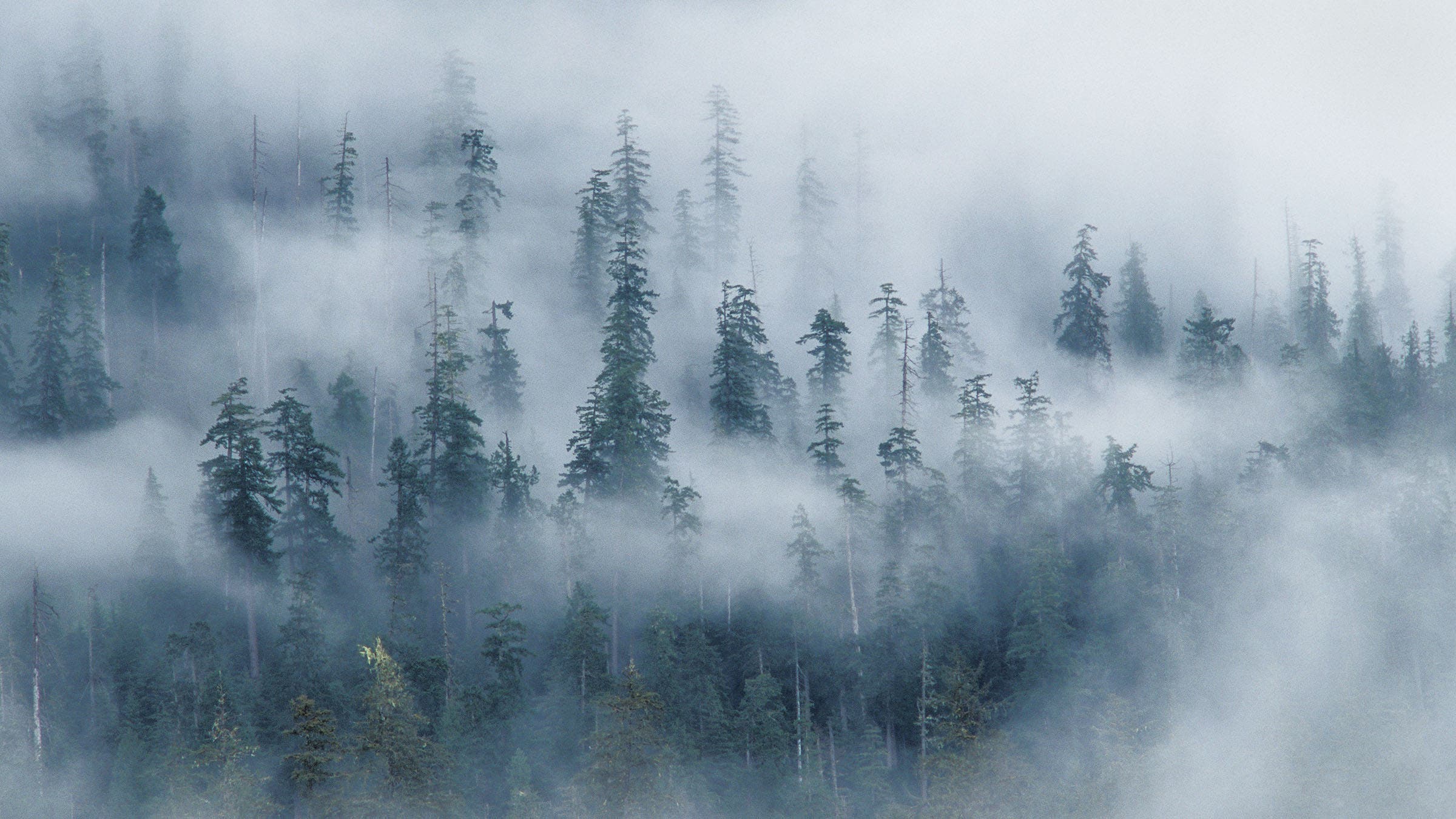 foggy forest