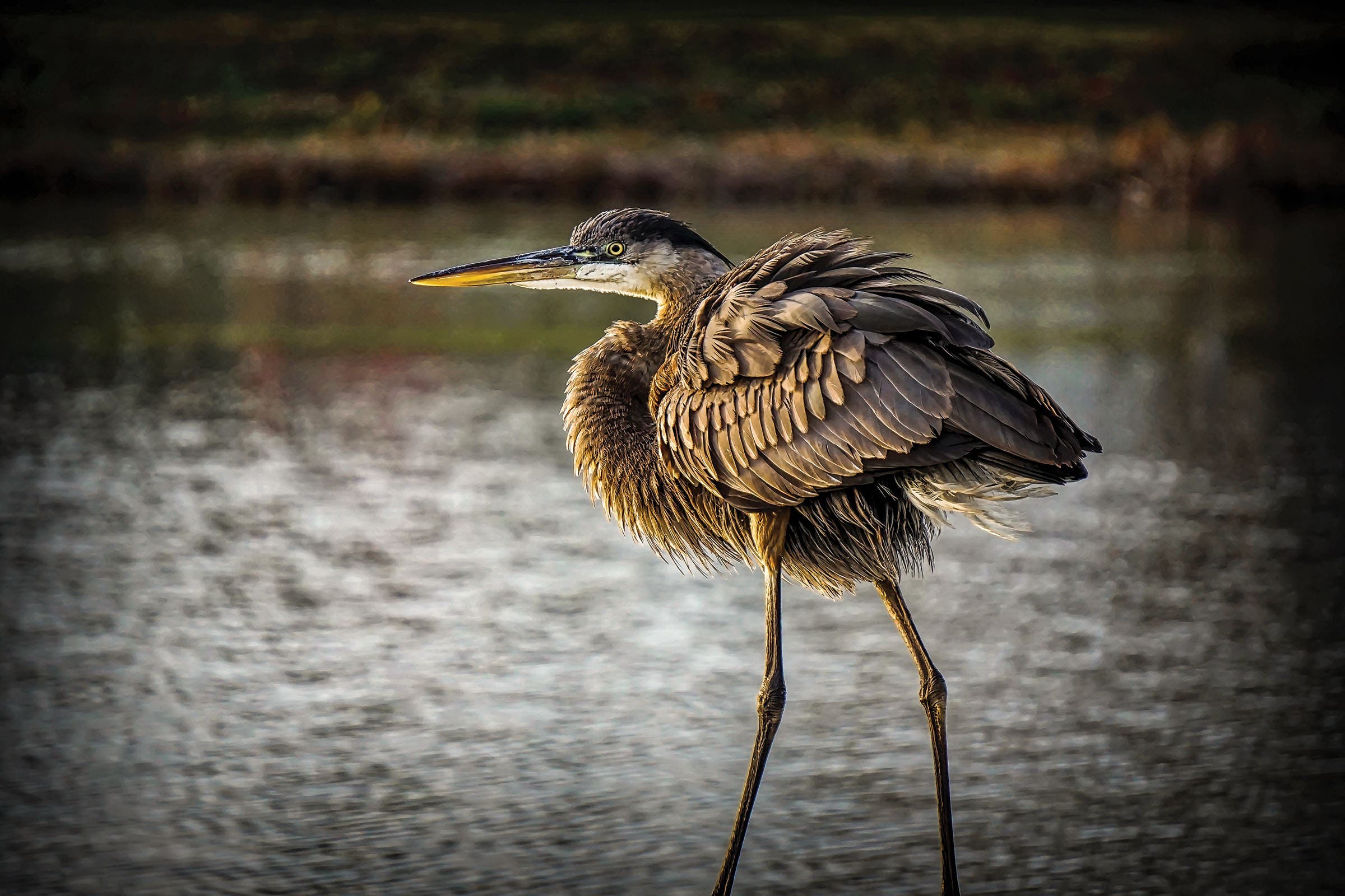 Heron in water