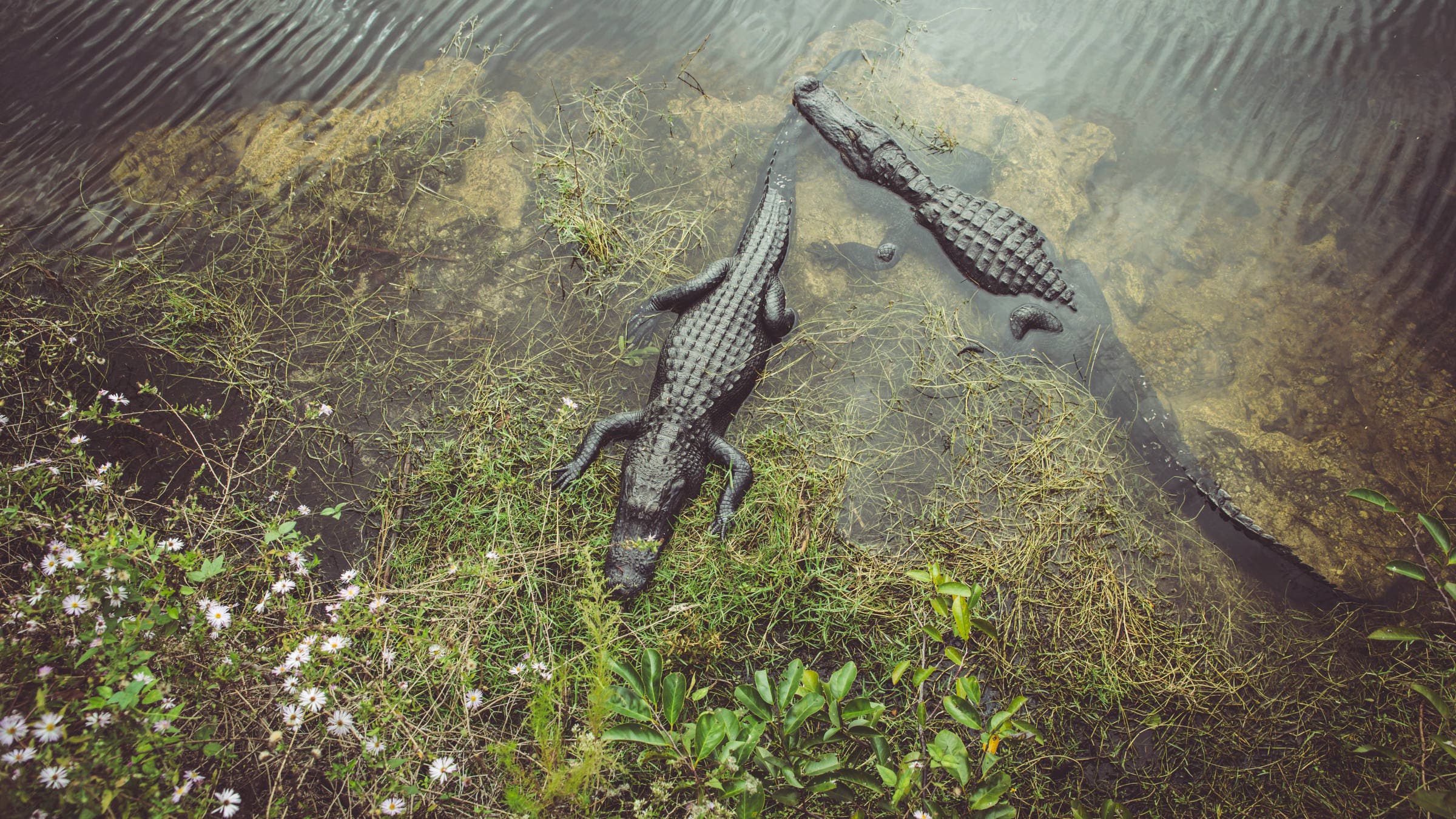 Alligators in everglades