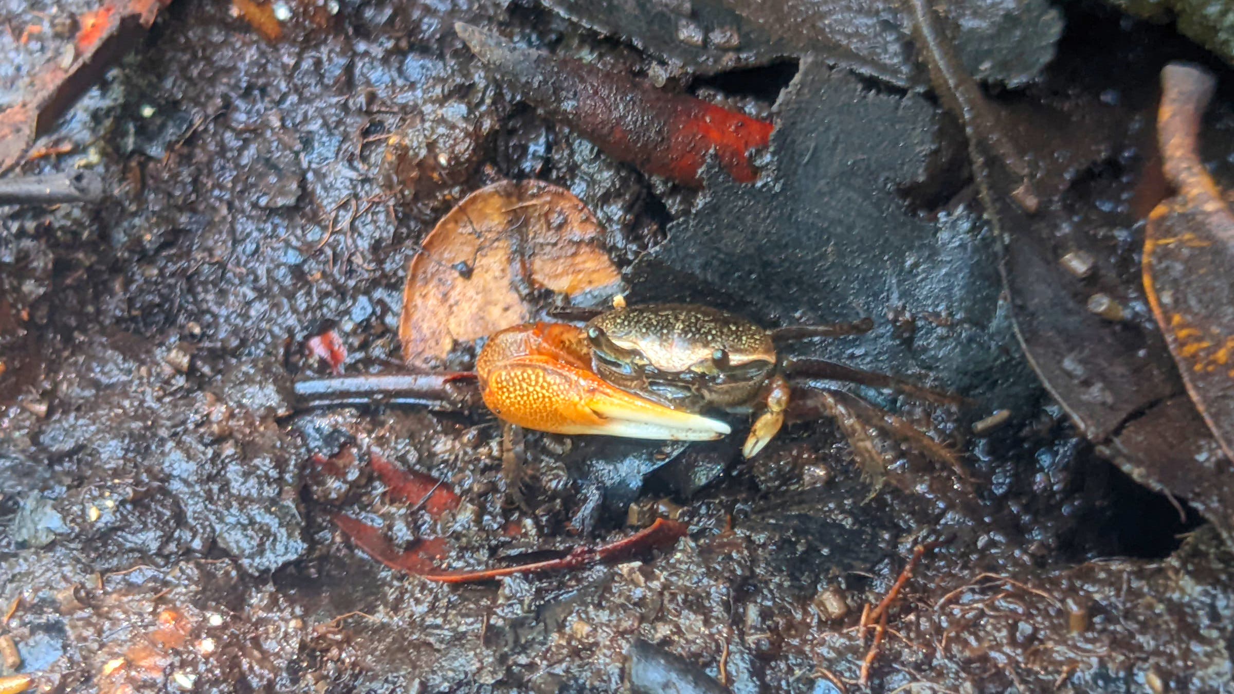 Fiddler Crab, Florida's Ten Thousand Islands A fiddler crab hides in the mud and leaves.