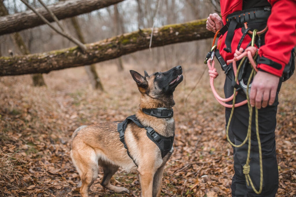 Belgian malinois best sale search and rescue