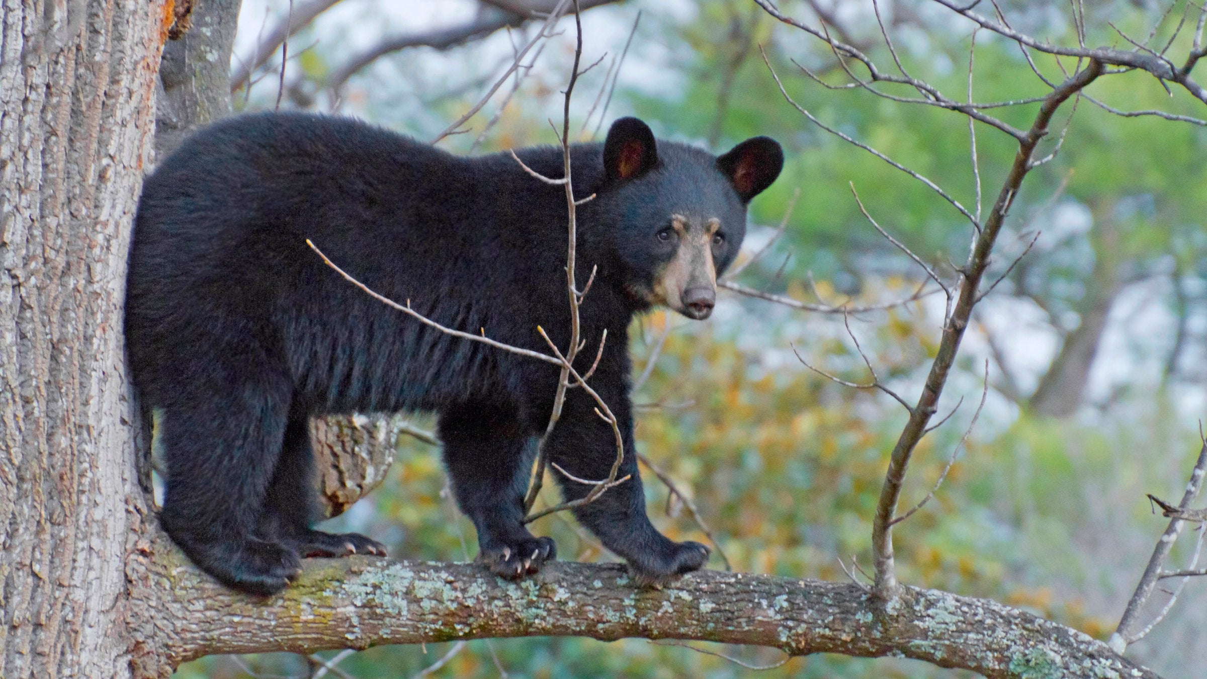 Ineffective & outdated: Six reasons to not hang a bear bag