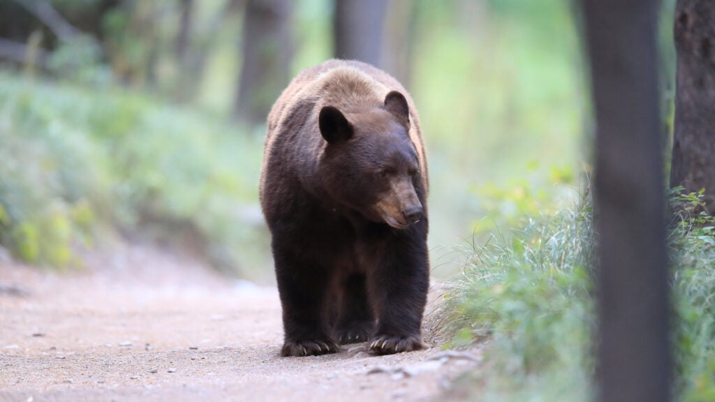 NextImg:50 Years Ago, I Witnessed the Aftermath of a Bear Attack. Here’s What Hikers Can Learn from It Today
