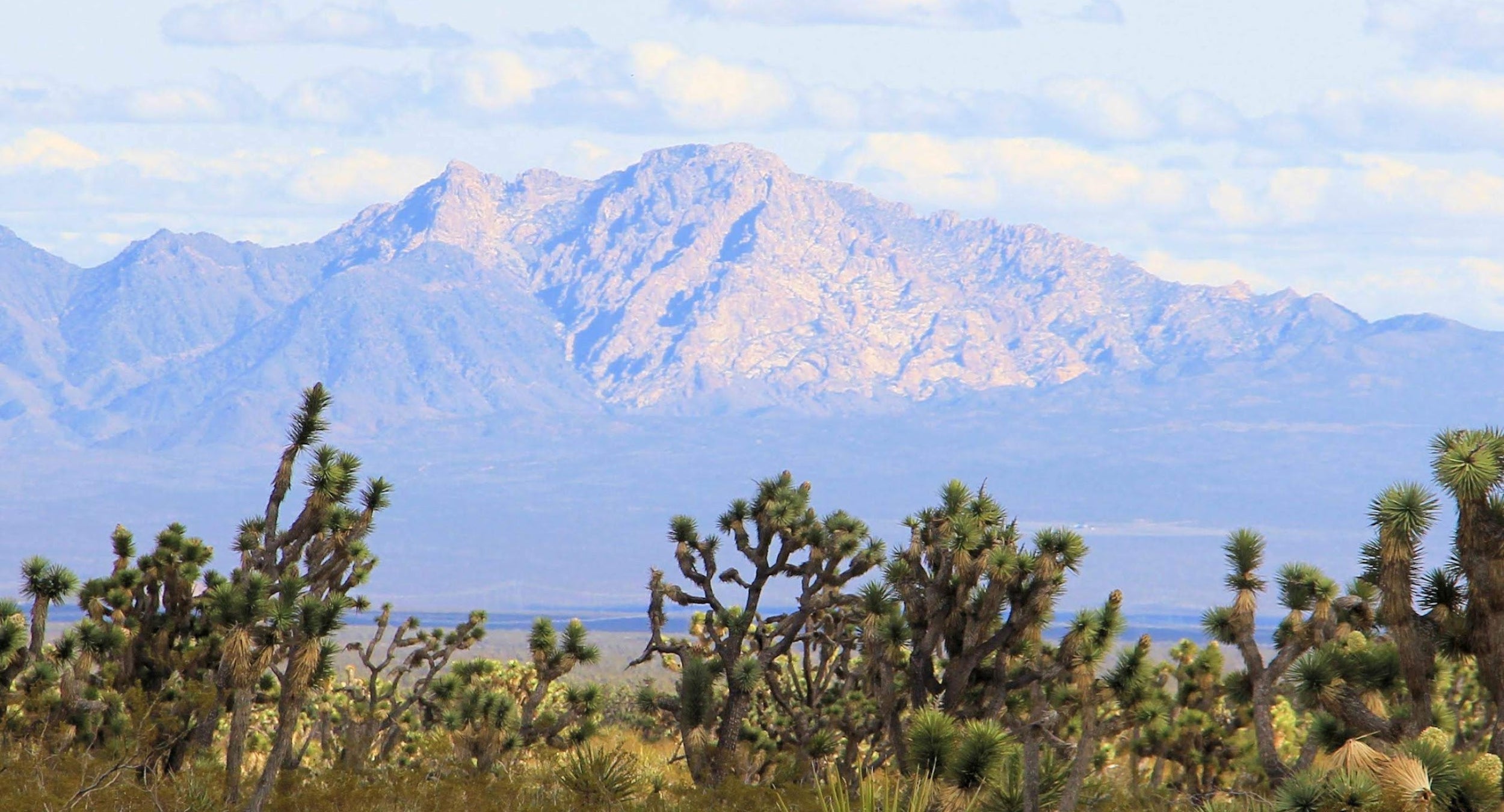 A view of a mountain on a clear sunny day, with Joshua Trees in the foreground.