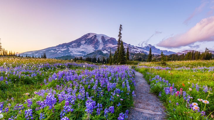 flowers and rainier