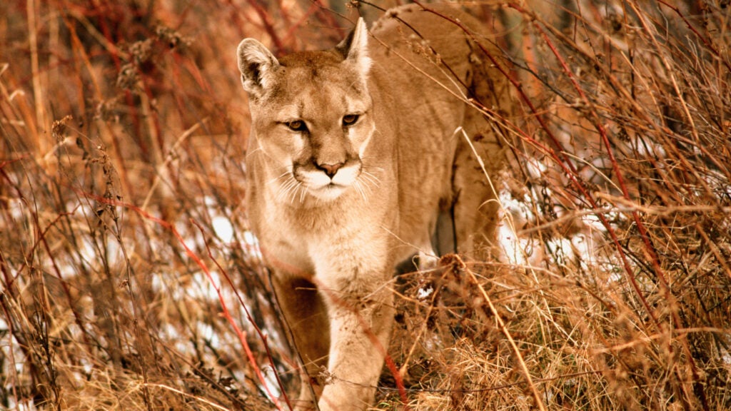 NextImg:A 70-Year-Old Hiker Fought Off a Mountain Lion in Utah