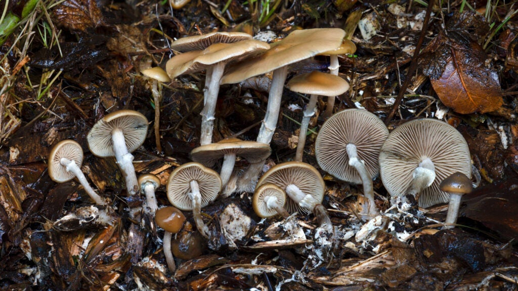 NextImg:A Cautionary Tale: Magic Mushrooms and Hiking Don’t Mix