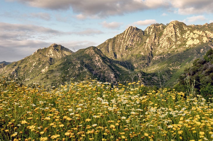 Wild flowers bloom in spring at the Santa Monica mountains recreation area in Southern California