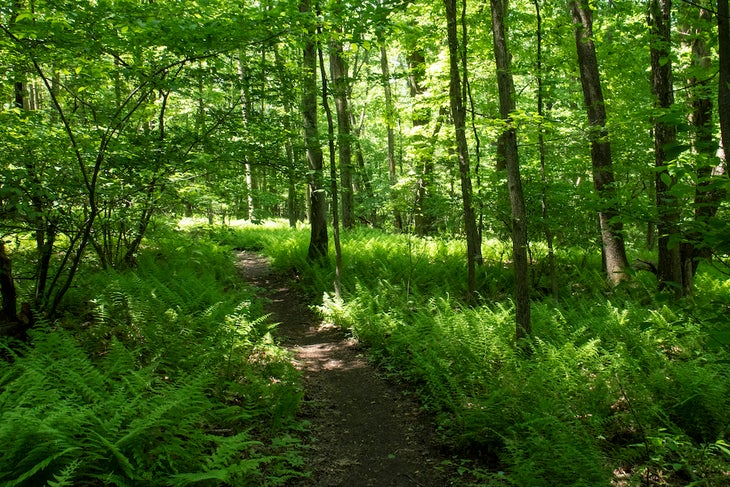 Appalachian Trail Pennsylvania