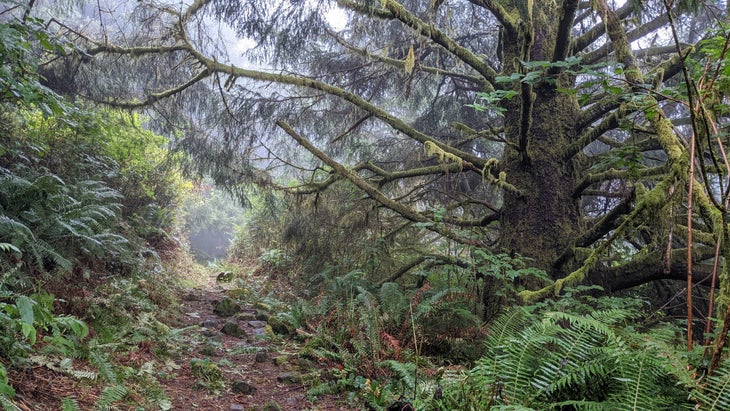 Mossy forest