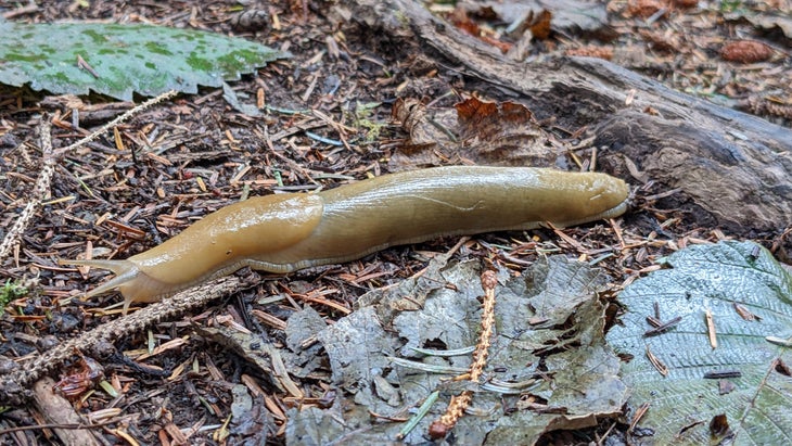 Banana Slug